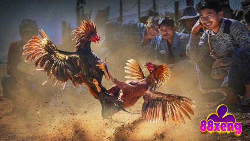 Đá Gà Tre | Luật Chơi, Cách Chọn Gà, Bí Kíp Thắng Lớn 1 Đá Gà Tre | Luật Chơi, Cách Chọn Gà, Bí Kíp Thắng Lớn