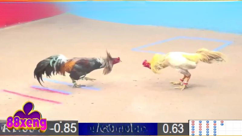 Đá Gà Thomo - Sân Chơi Kiếm Thưởng Tiềm Năng Cho Ai Đam Mê 3 Trường đá gà trực tiếp Philippines, hội tụ chiến kê cựa sắt hung hãn nhất