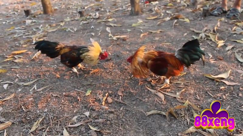 Đá Gà Tre | Luật Chơi, Cách Chọn Gà, Bí Kíp Thắng Lớn 2 Tìm hiểu khái niệm đá gà tre trước khi tham gia