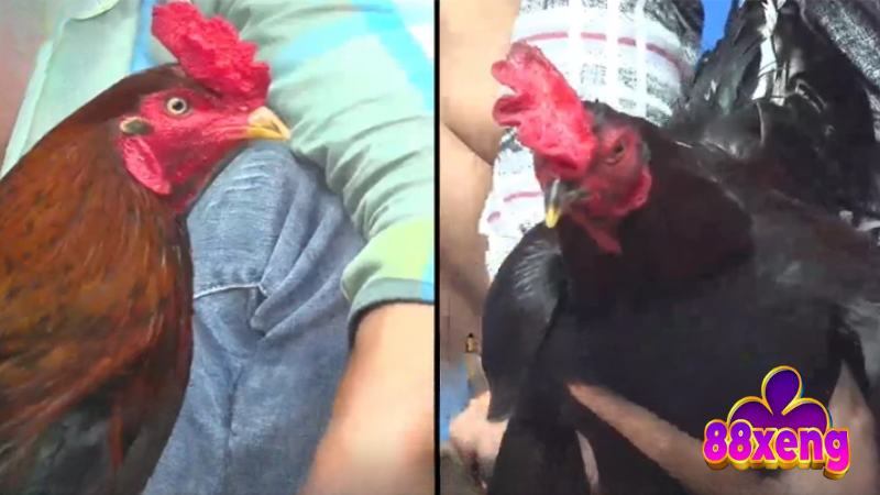 Đá Gà Thomo - Sân Chơi Kiếm Thưởng Tiềm Năng Cho Ai Đam Mê 2 Sơ lược khái niệm đá gà trực tiếp là gì cho tân thủ