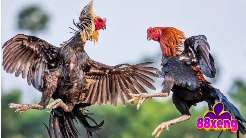 Đá Gà Tre | Luật Chơi, Cách Chọn Gà, Bí Kíp Thắng Lớn 3 Phương pháp lựa chọn chiến kê để đá gà tre