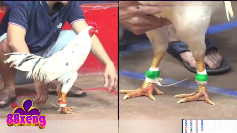 Đá Gà Thomo - Sân Chơi Kiếm Thưởng Tiềm Năng Cho Ai Đam Mê 4 Quy định về các cửa cược đá gà trực tiếp tại 88Xeng