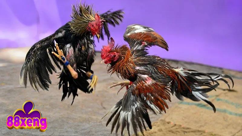 Đá Gà Thomo - Sân Chơi Kiếm Thưởng Tiềm Năng Cho Ai Đam Mê 5 Tham gia đá gà trực tiếp có thể theo dõi dễ dàng, tiện lợi tối đa